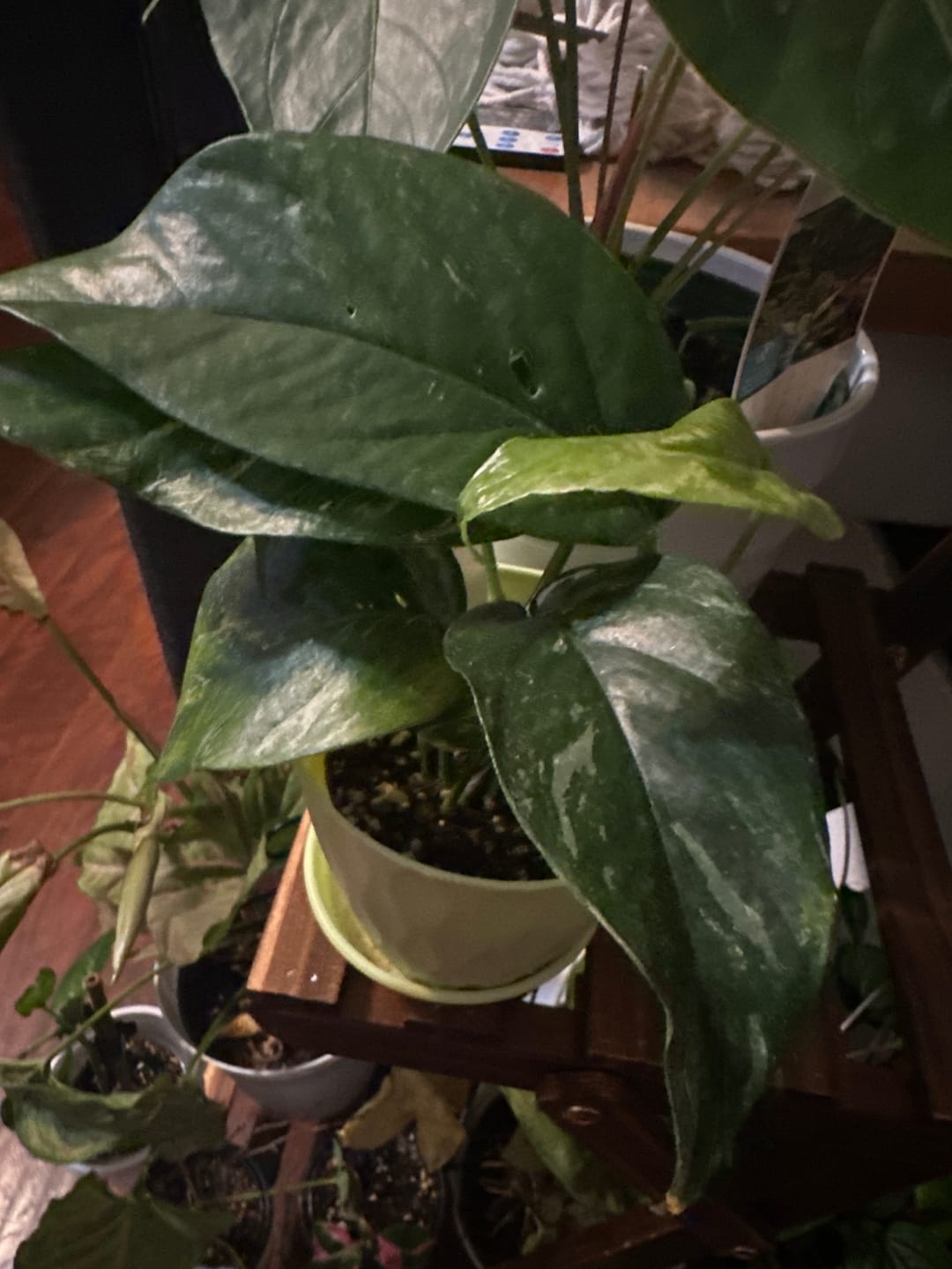 Customer photo review of Pothos Epipremnum pinnatum albo variegata