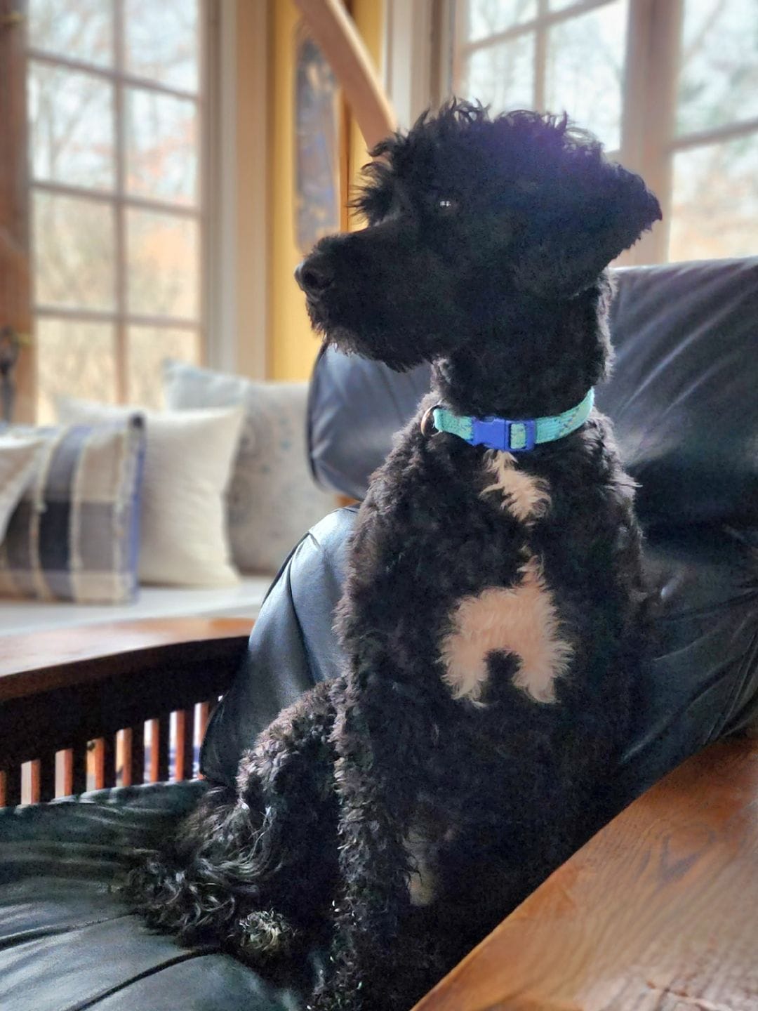 Customer photo review of 6 Inch Thick Bully Stick