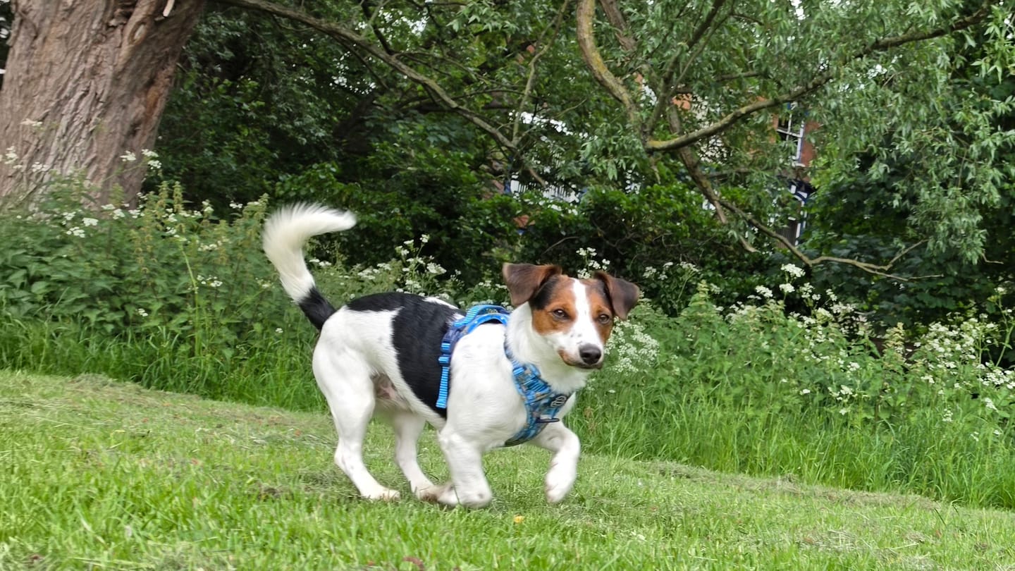 Customer photo review of Disney© Tough Trails™ Harness - Simba