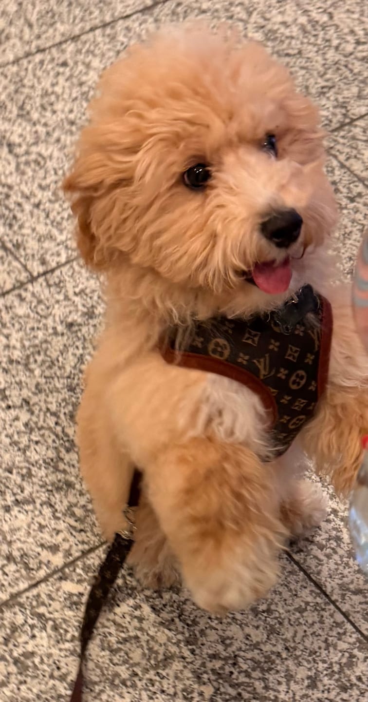 Customer photo review of Pettorina e guinzaglio Louis Pawtton
