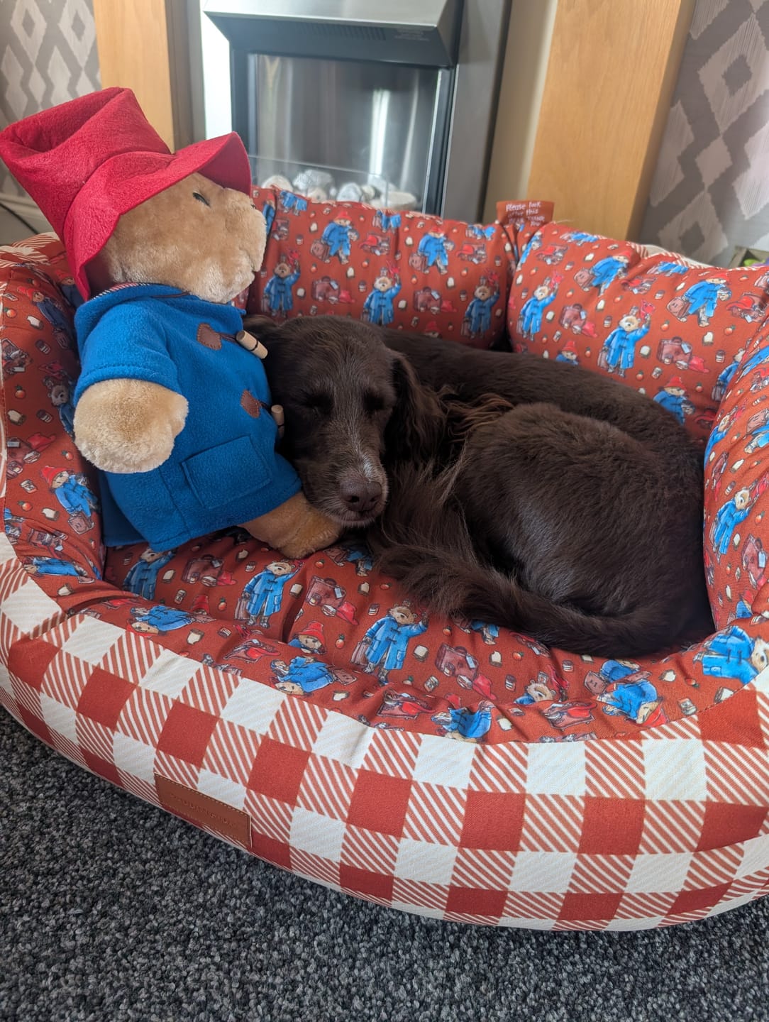 Customer photo review of Dog Bed - Paddington™