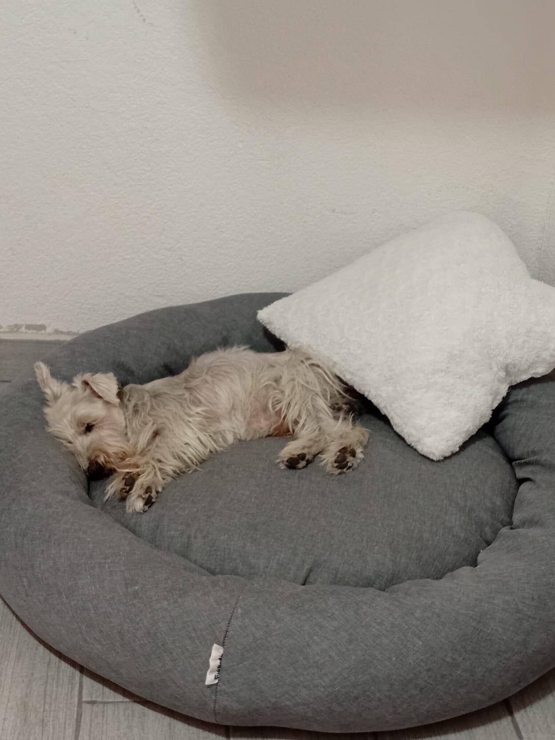Customer photo review of Funda Lino para Cama Antiestrés para Perros