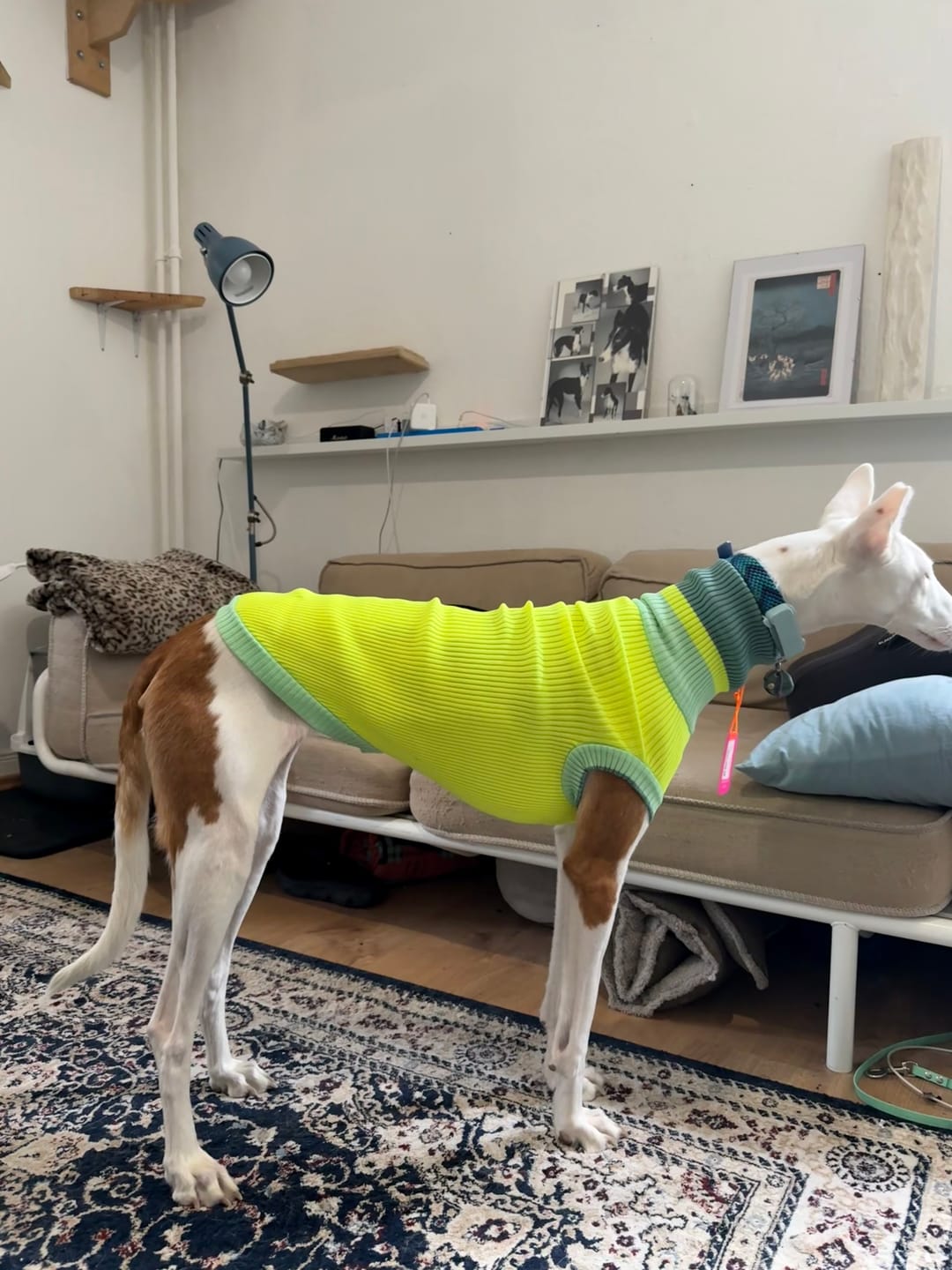 Customer photo review of THE GLOW JUMPER 2.0 - Neon Hundepullover - (Neon Matcha)