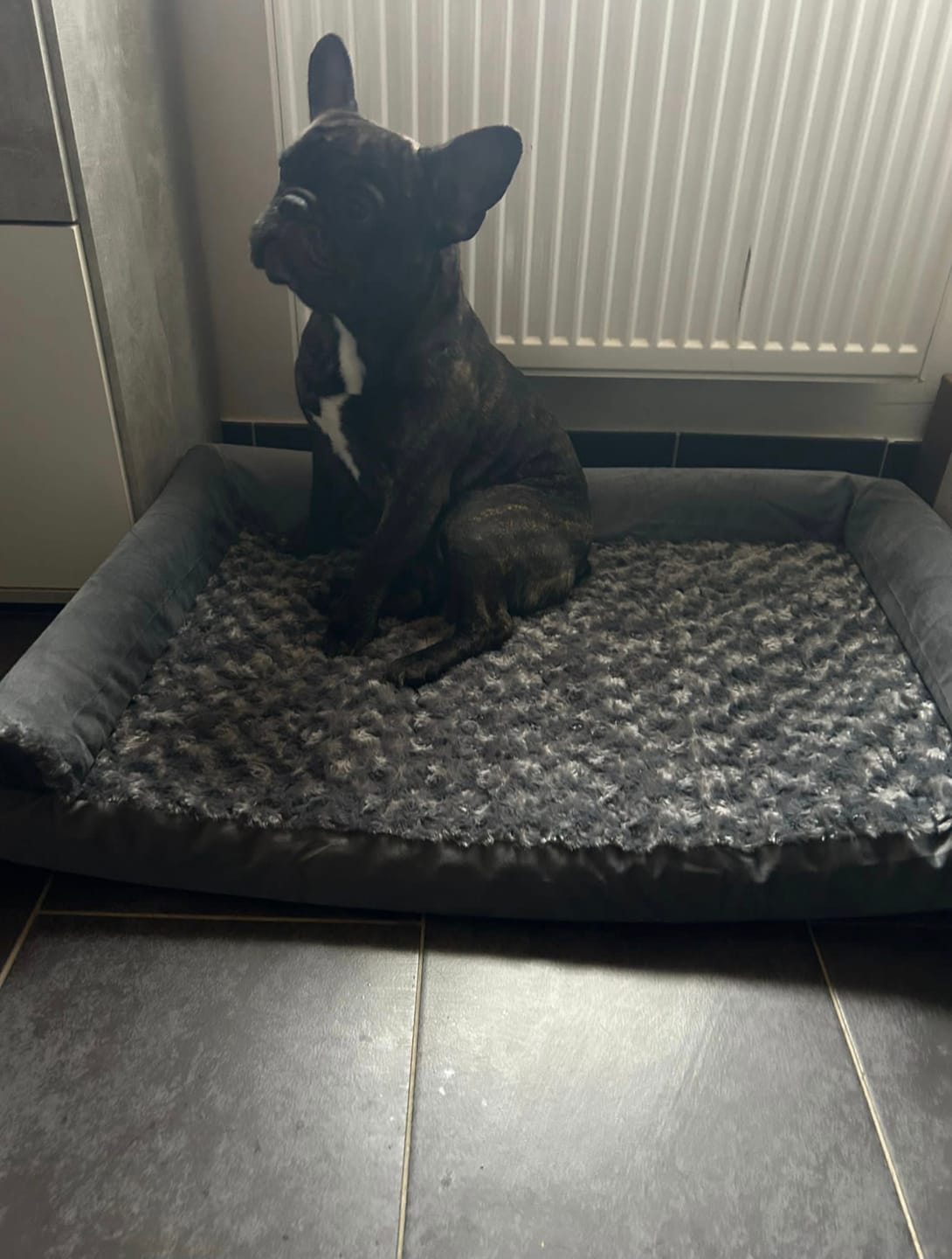 Customer photo review of OrthoWave Komfortbett🐾