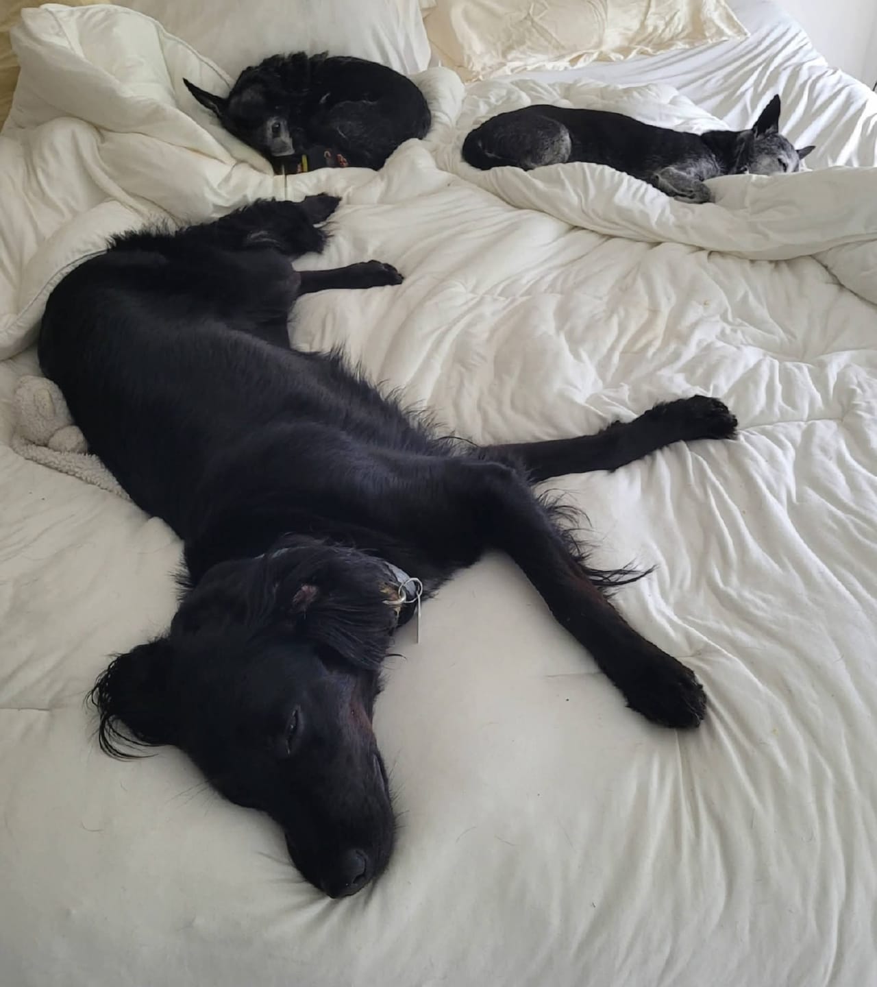 Customer photo review of Cooling EasyFit Sheet