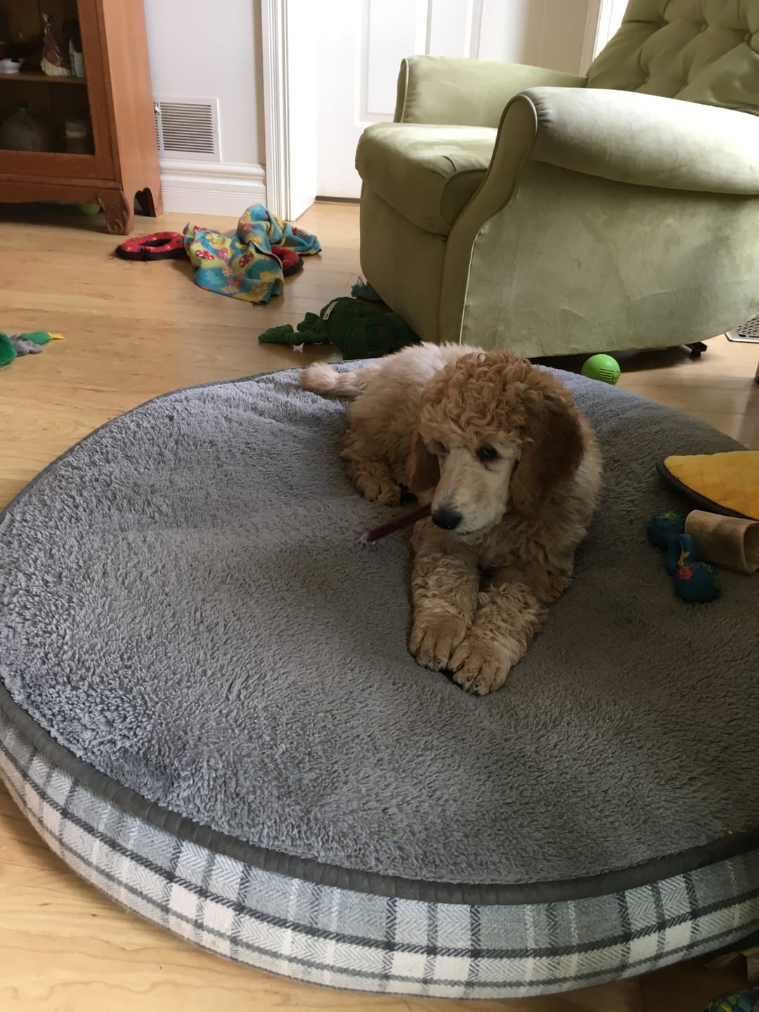 Customer photo review of 12 Inch Thick Bully Stick