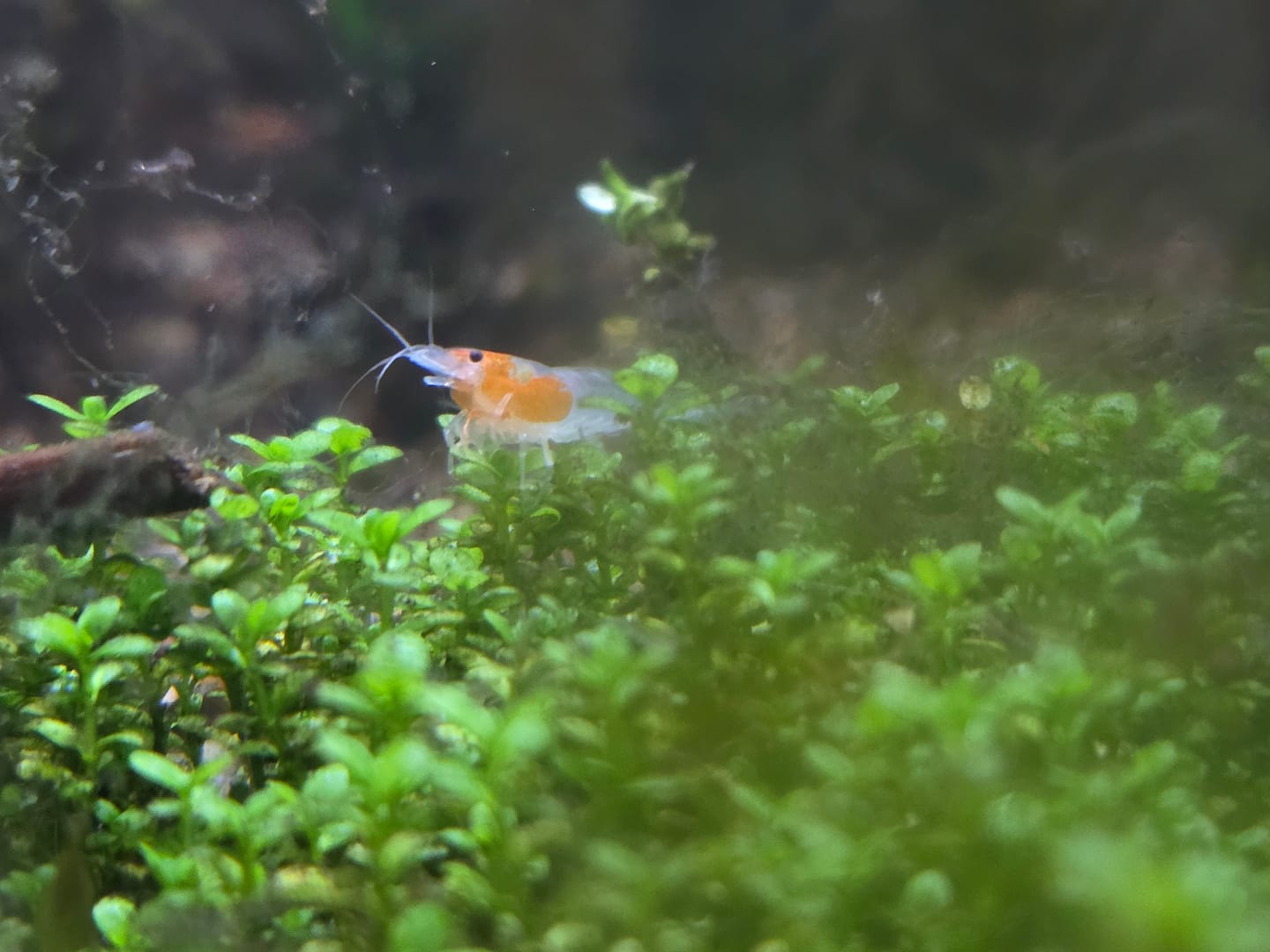 Customer photo review of Orange Rili Shrimp