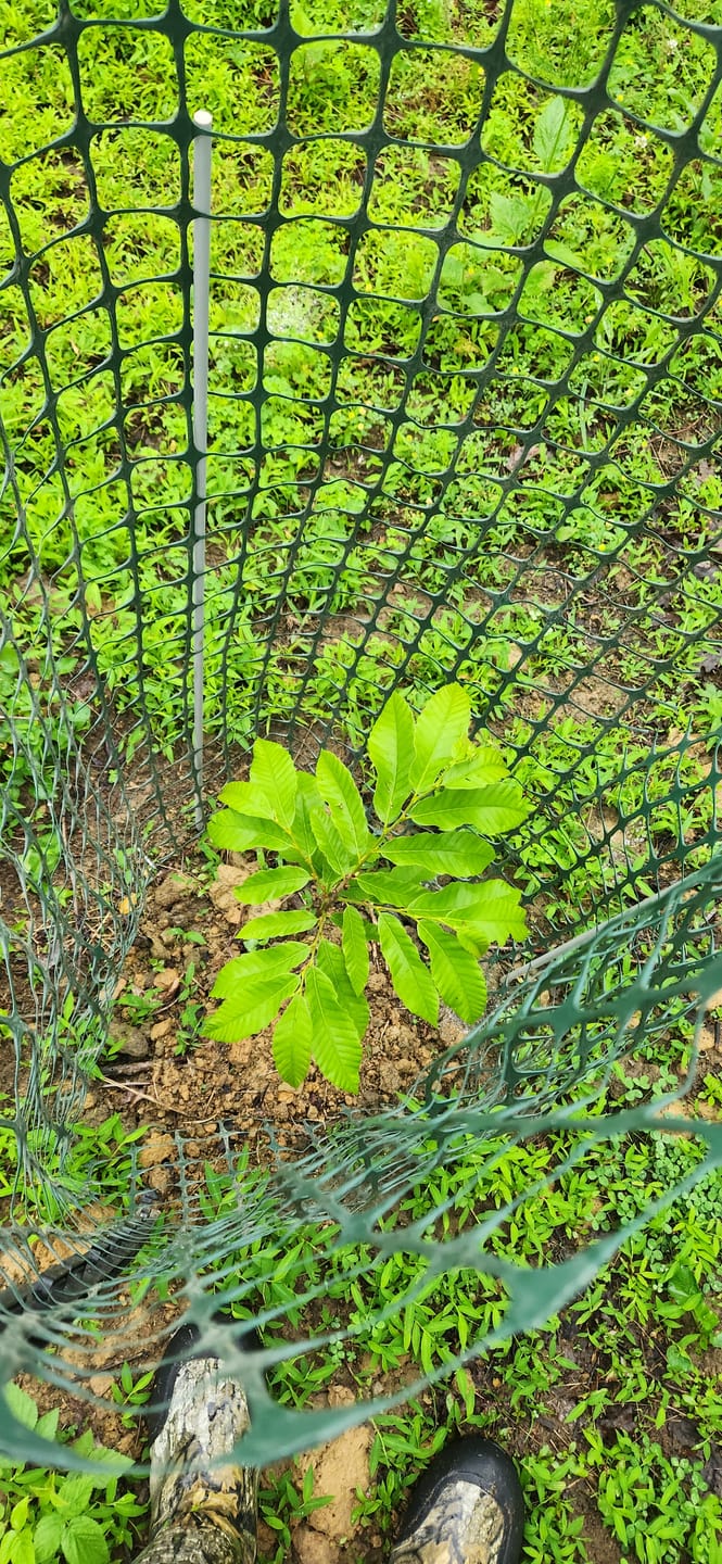 Customer photo review of Late Drop Hybrid Chestnut