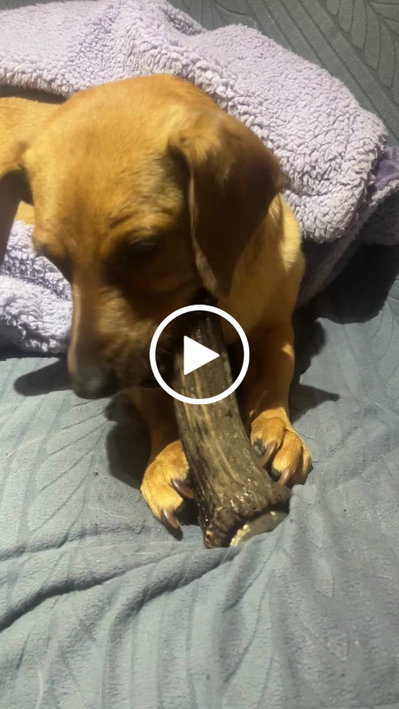 Customer video review of Asta de ciervo para perros - Principiante