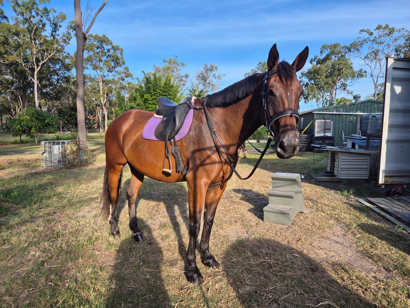 Customer photo review of Digestive EQ