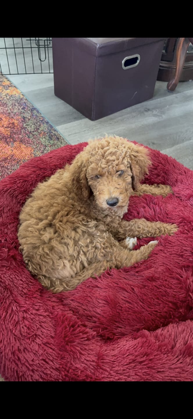Customer photo review of The Original Fluffy Bean® Pet Bed
