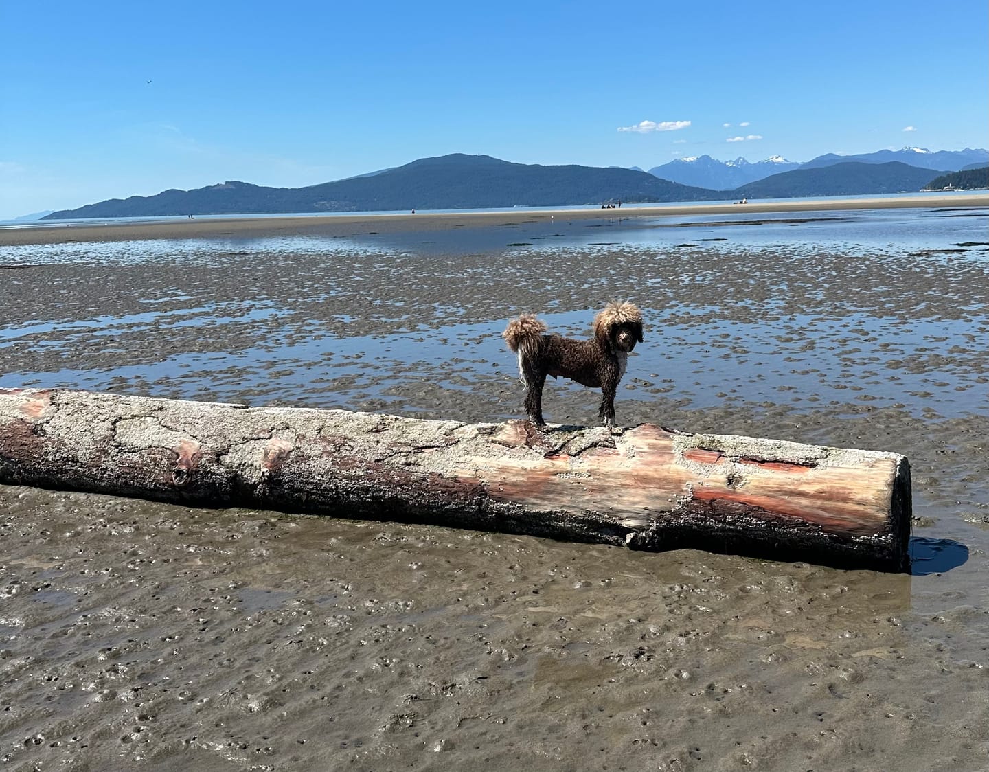 Customer photo review of 12 Inch Standard Bully Stick