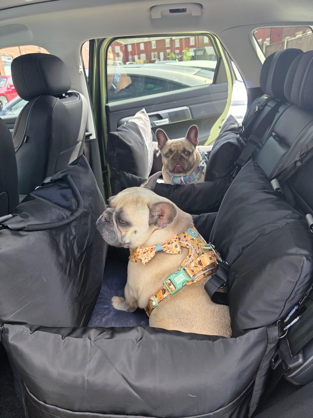 Customer photo review of Travel Dog Pod - Now With IsoFix