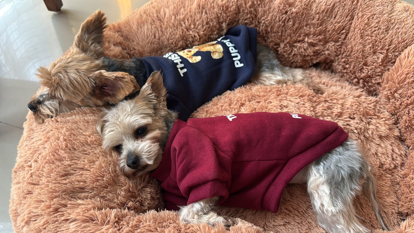 Customer photo review of Cama Antiestrés para Perros