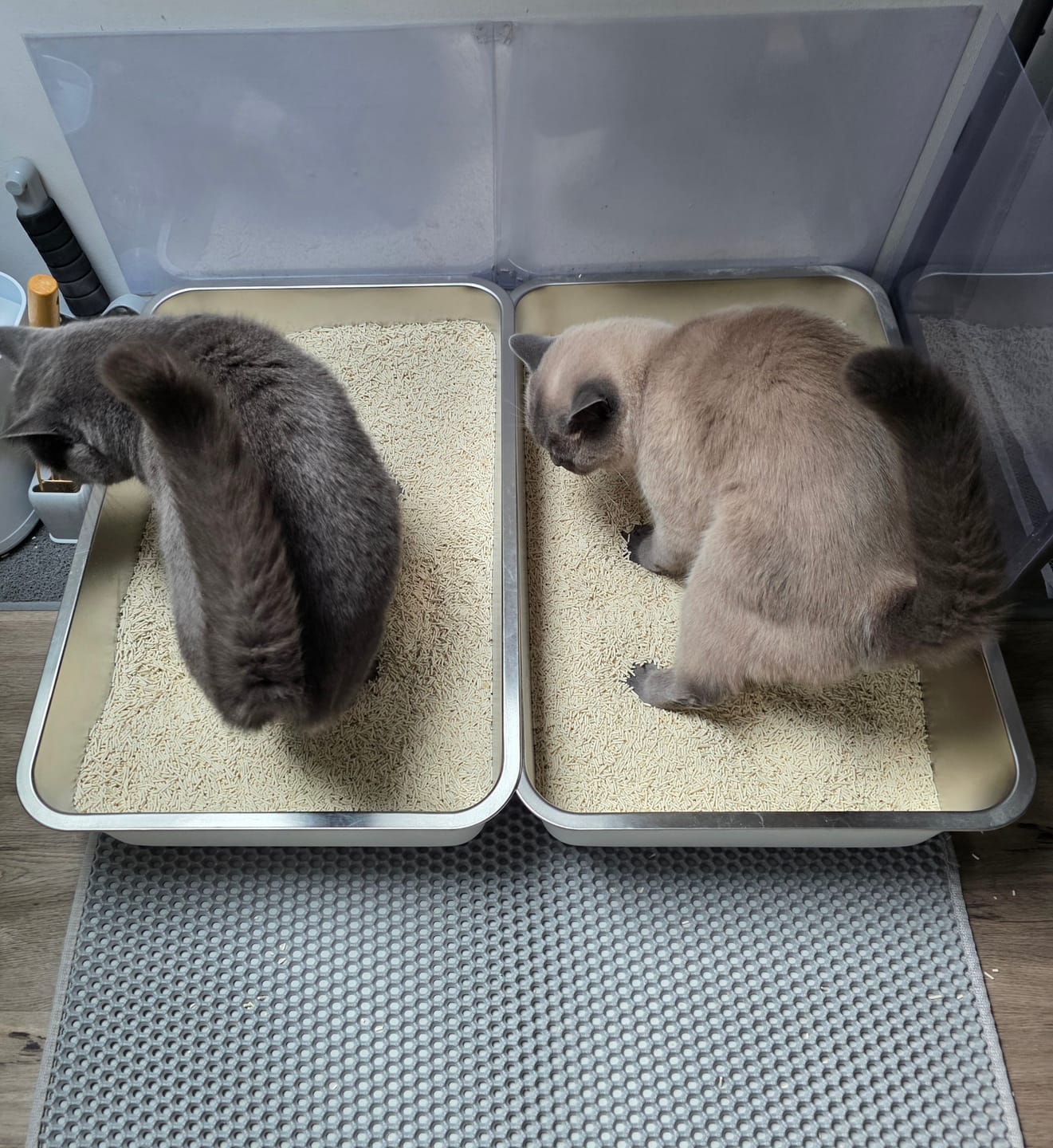 Customer photo review of -Naturreines Katzenstreu
