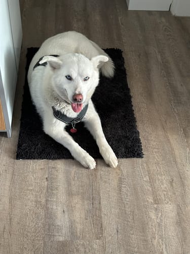 Customer photo review of Premium - CleanyMat