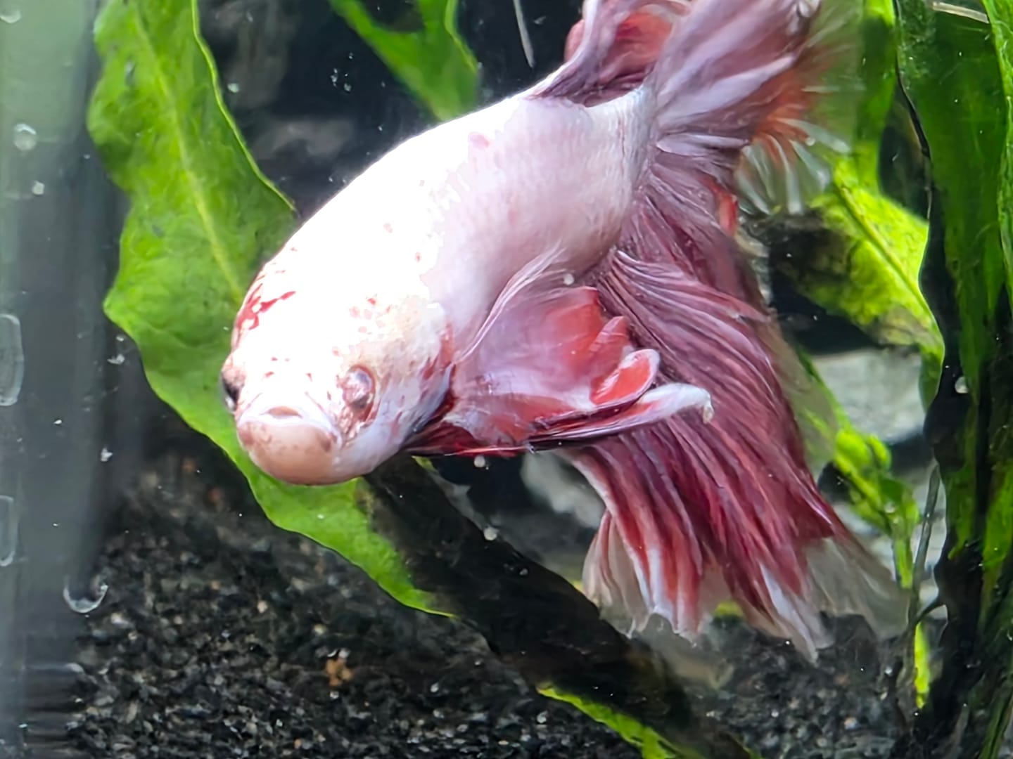 Customer photo review of Purple Halfmoon Male Betta Fish | Grower's Pick