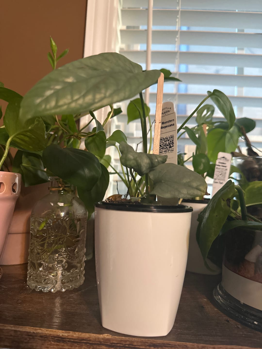 Customer photo review of Monstera siltepecana