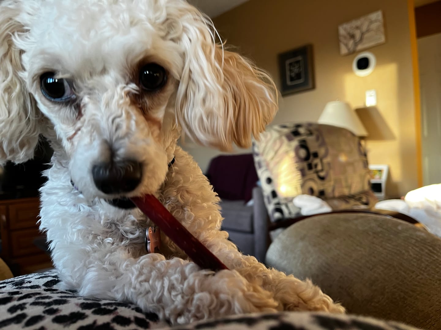 Customer photo review of 6 Inch Standard Bully Stick