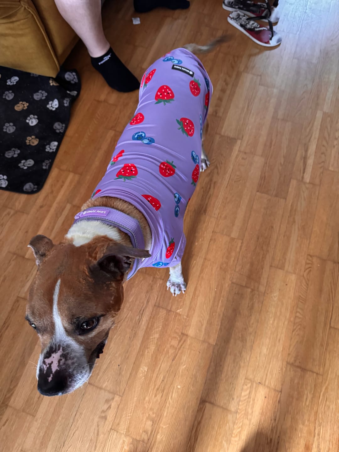 Customer photo review of Cushioned Martingale Collar - Lilac