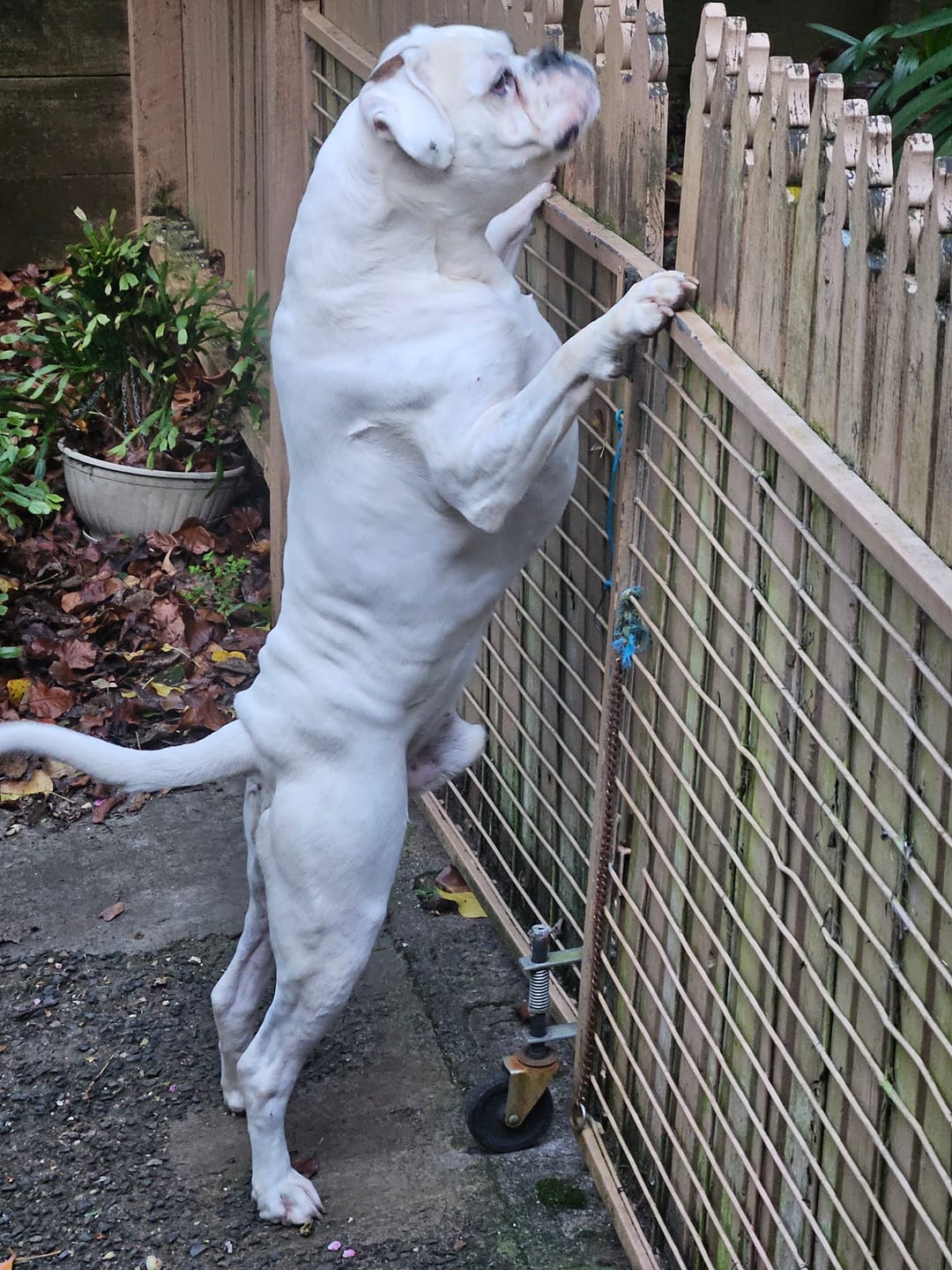 Customer photo review of Digestive-K9 Chews