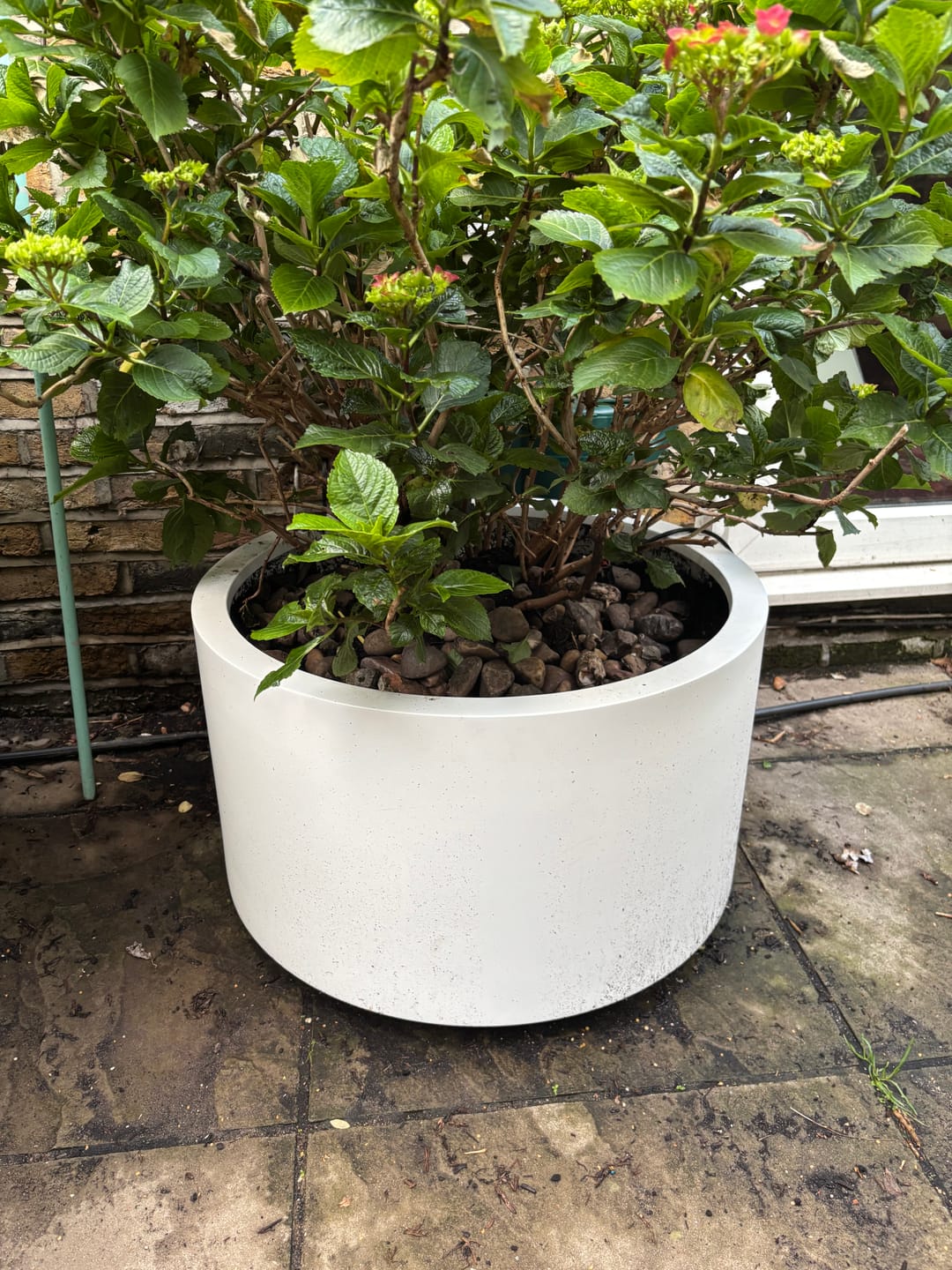 Customer photo review of Shoob