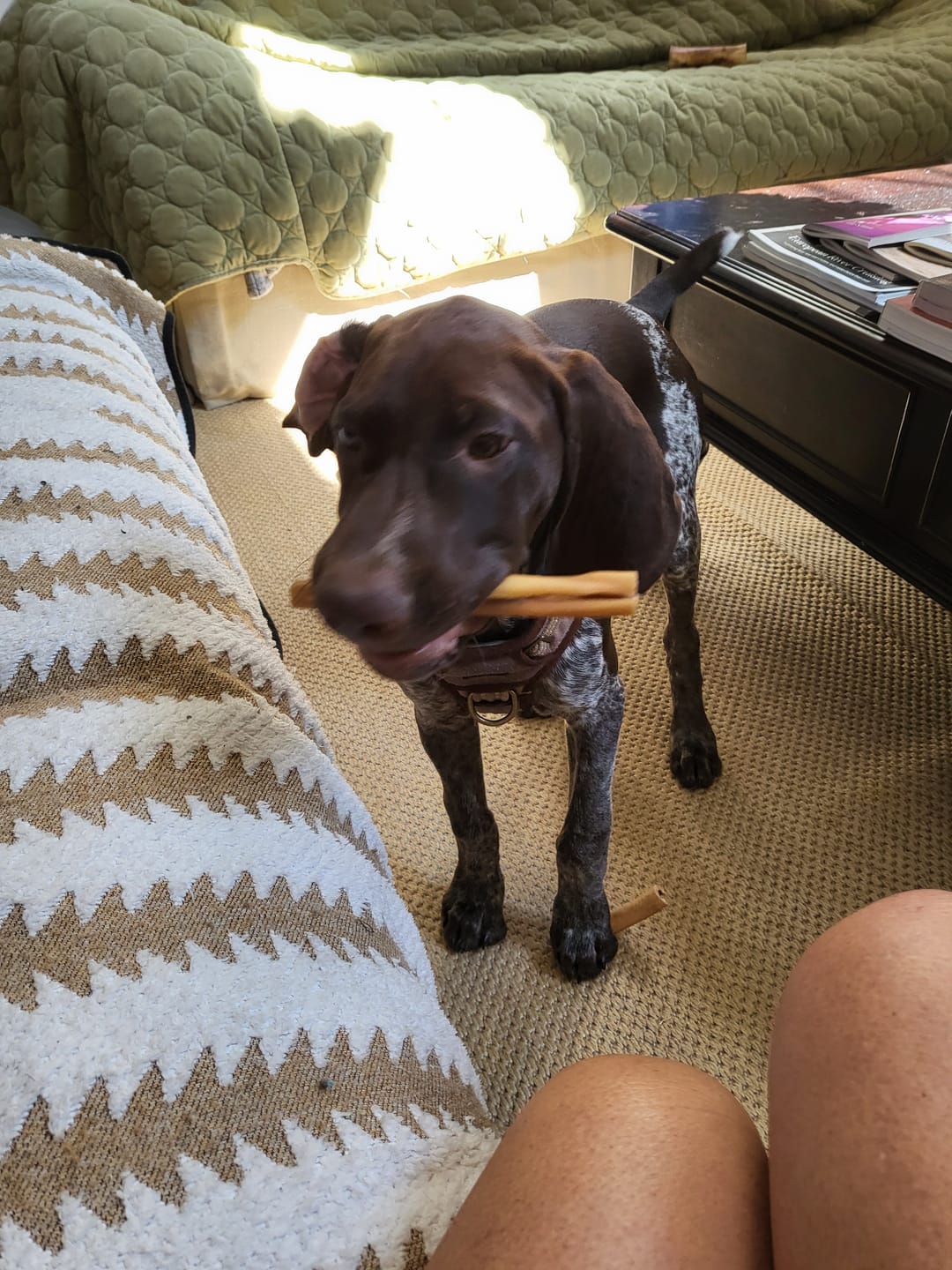 Customer photo review of Split Beef Cheek Sticks