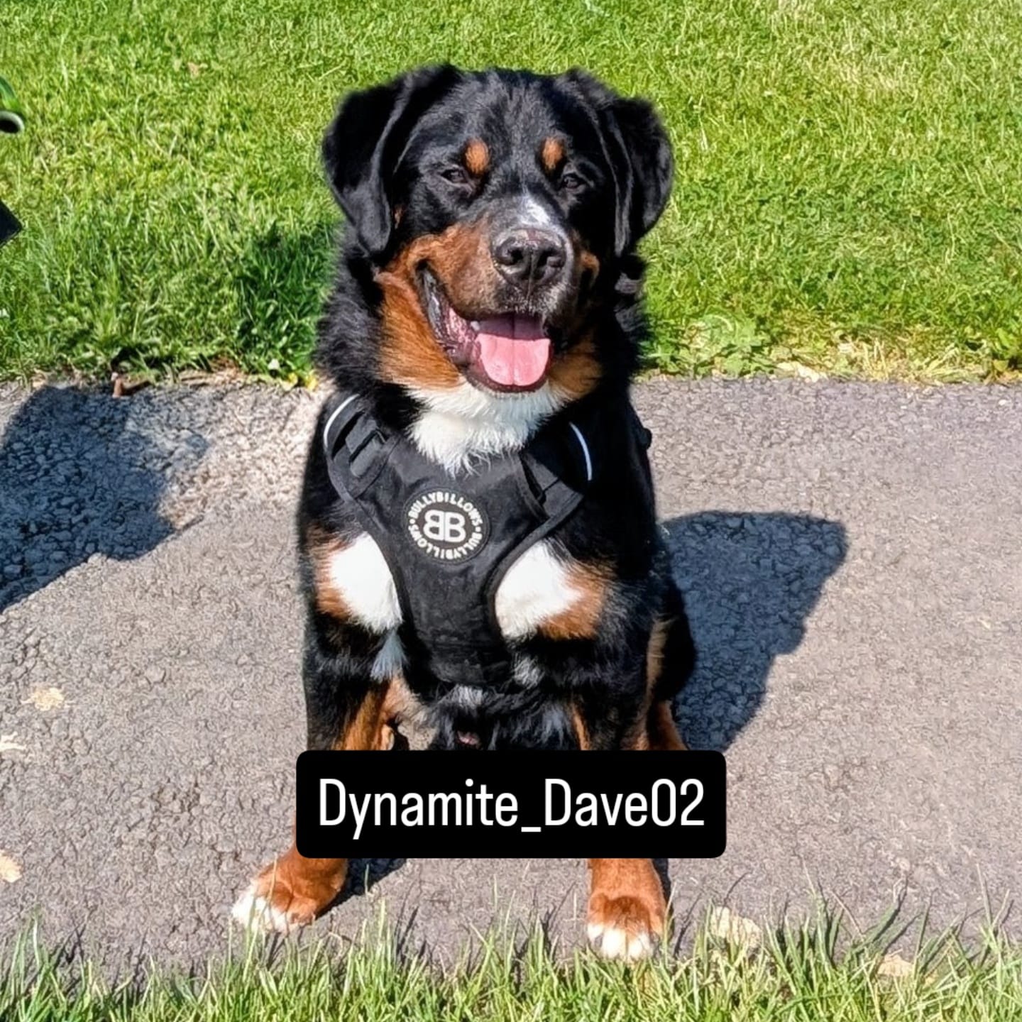 Customer photo review of Comfort Premium Harness | Non Restrictive - Black