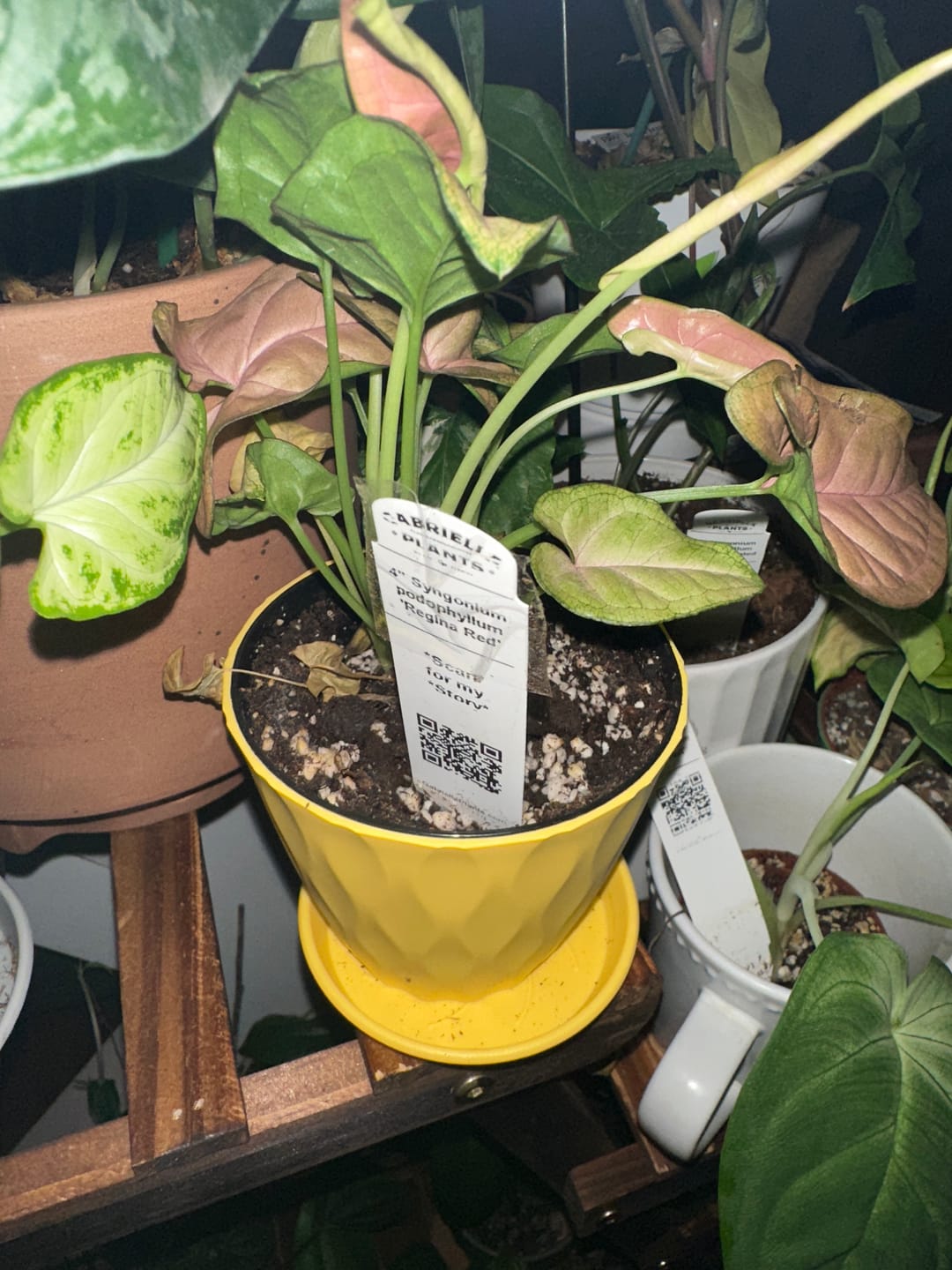 Customer photo review of Syngonium podophyllum 'Regina Red'