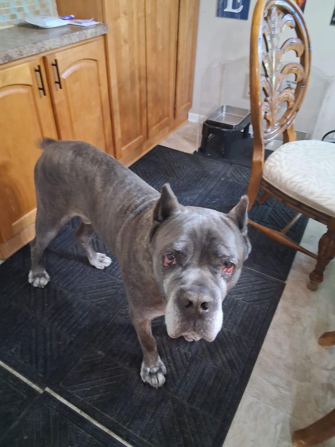 Customer photo review of Lolahemp Calming Chews