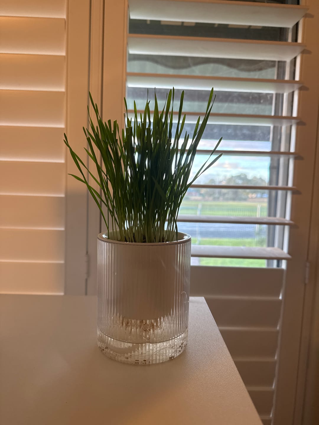 Customer photo review of MICHU All-in-One Soil-Free Cat Grass Grow Kit with Australian Seed and Mulch, Made in Australia