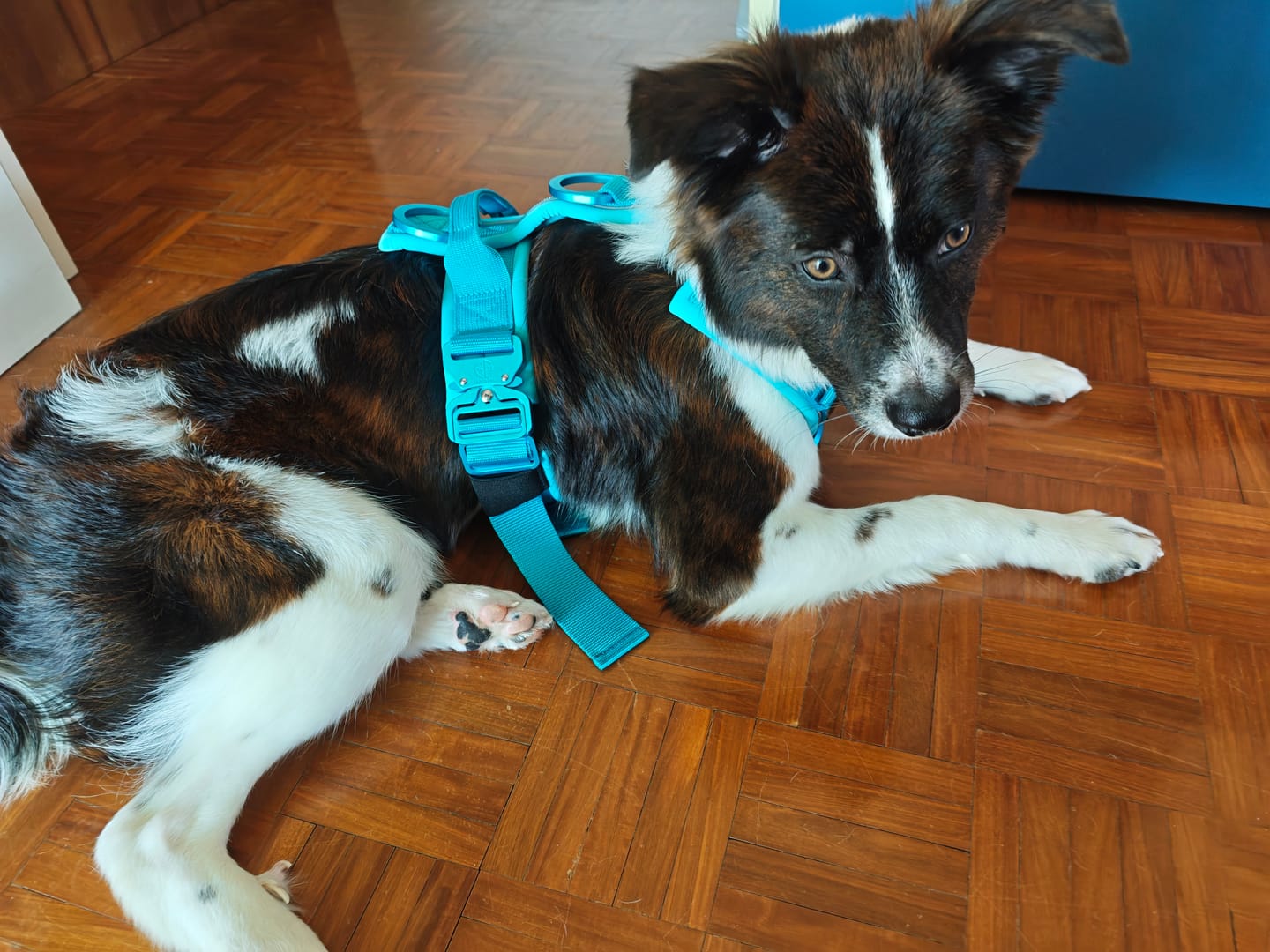 Customer photo review of Pettorina Crime 3.0