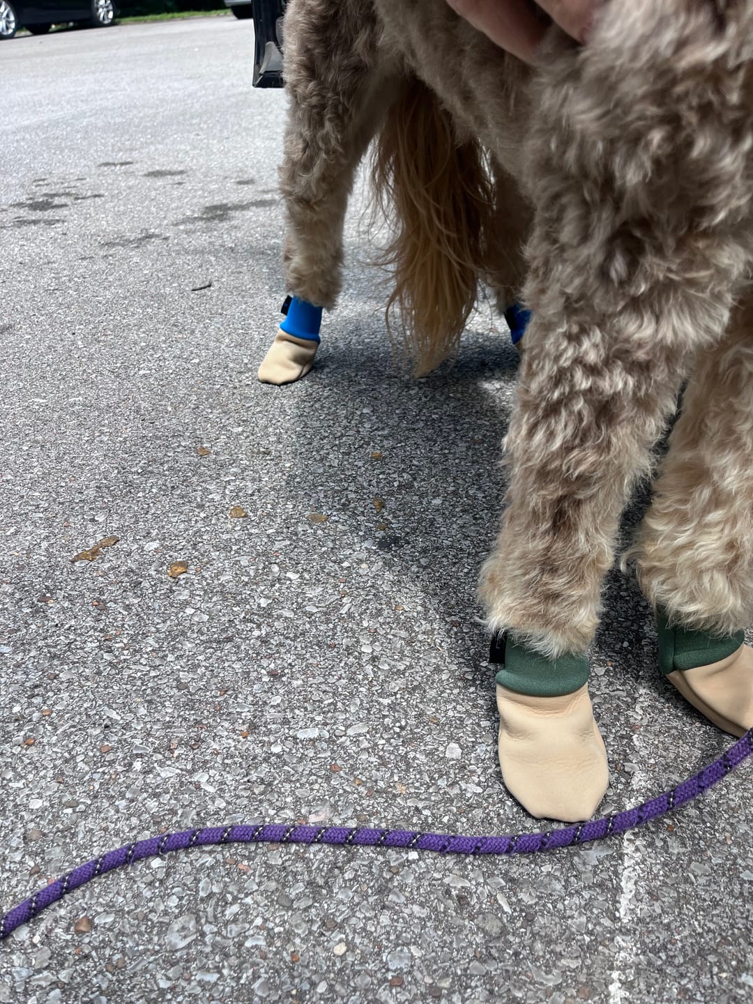 Customer photo review of All Weather Dog Booties - Doccasins - 1 pair