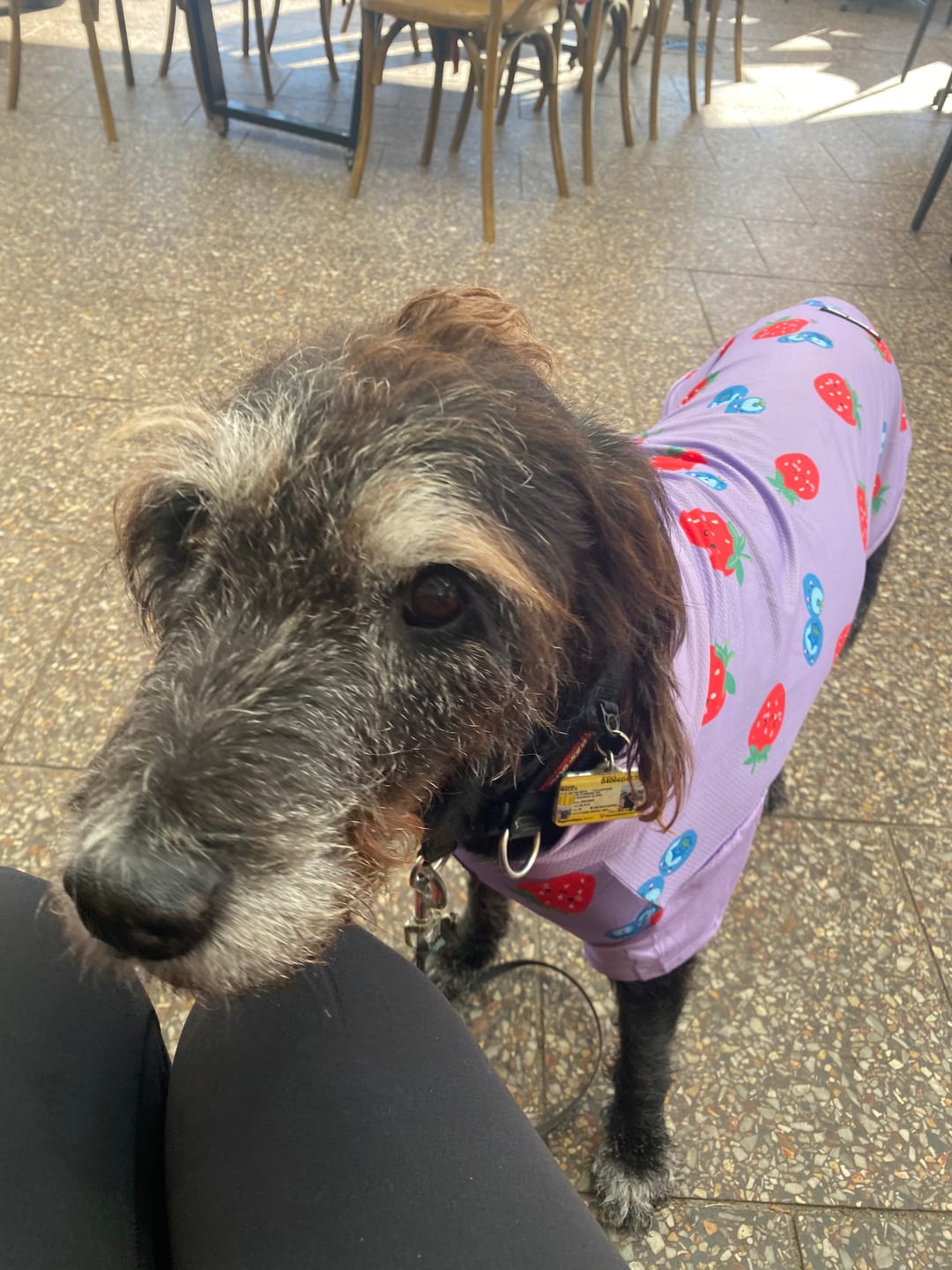 Customer photo review of Sunblock Dog T-Shirt - Berries