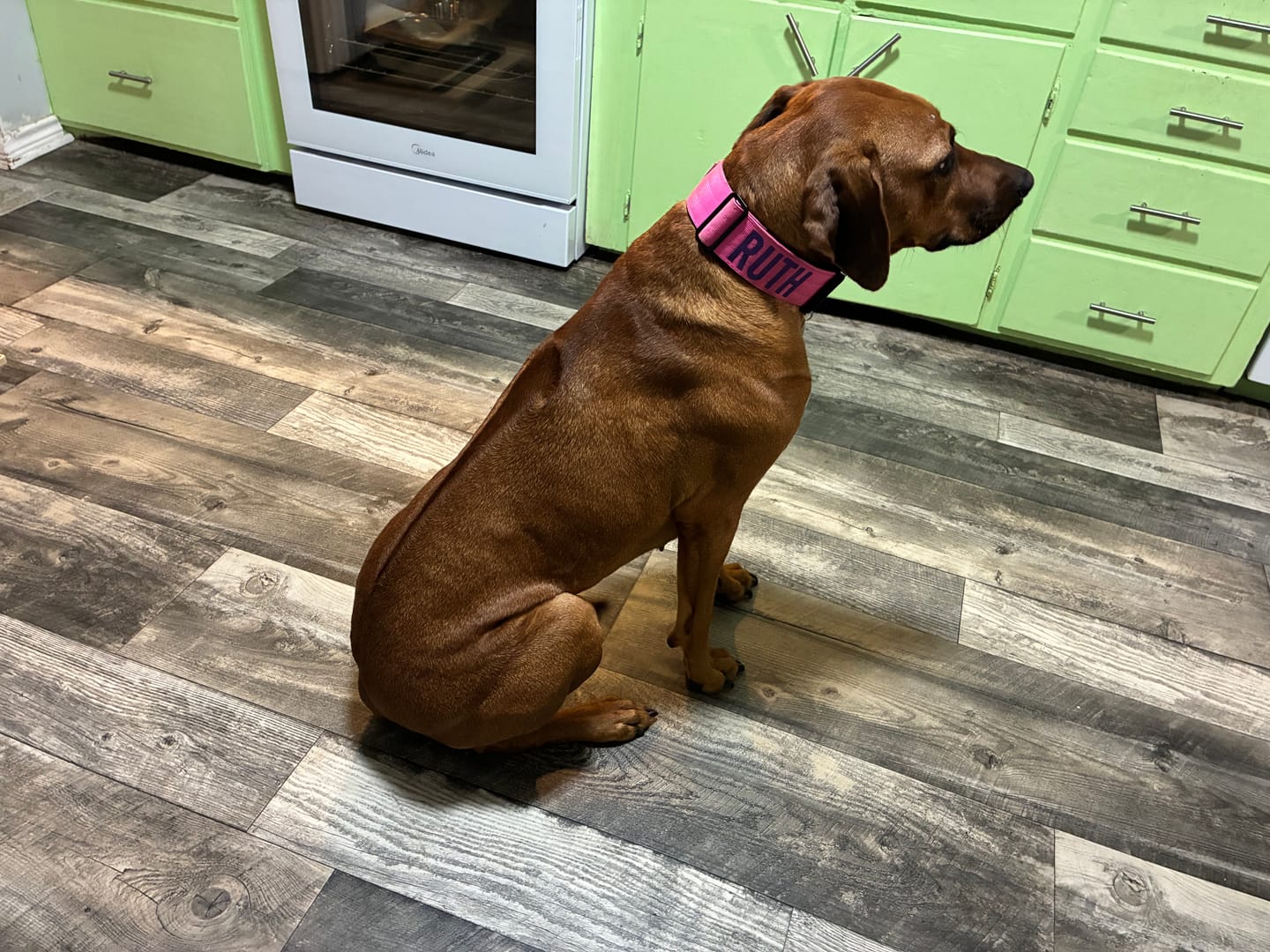 Customer photo review of Pink Bully Proof Collar