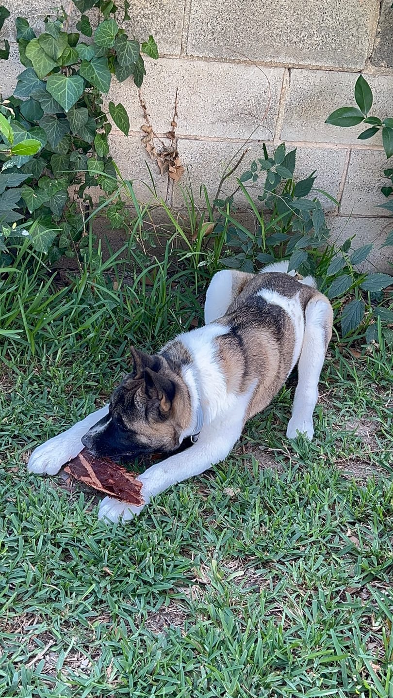 Customer photo review of Grain Free Giant Puppy