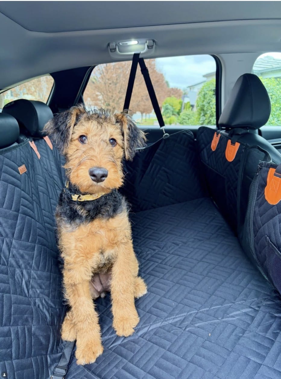 Customer photo review of Marlo&Co™ Dog Seat Cover