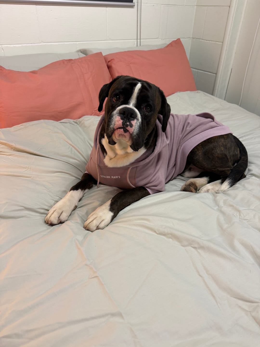 Customer photo review of Essential Dog Hoodie - Purple Taupe