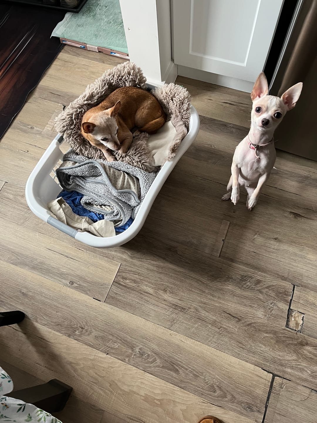 Customer photo review of COMBO ALLERGIES pour chiens et chats: OREL,TOXY