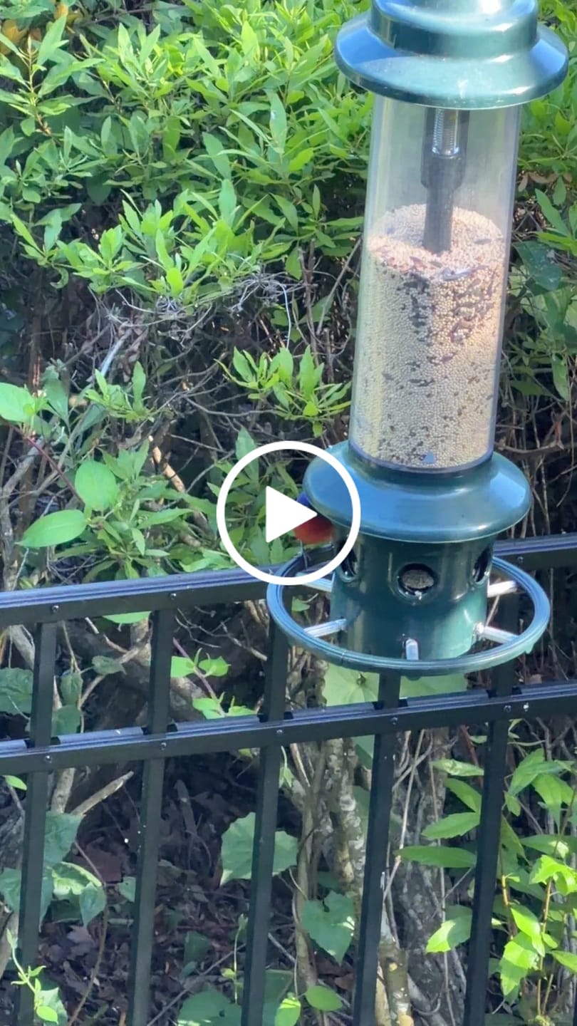 Customer video review of Squirrel Buster Plus with Optional Weather Guard