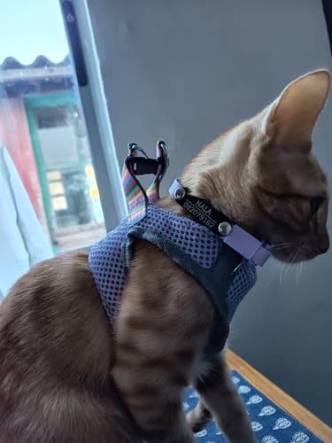 Customer photo review of Collar PVC Lavable Abrefácil (Gato)
