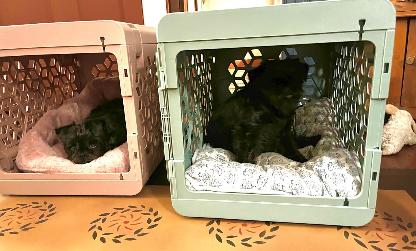 Customer photo review of PAWD®  Modern Collapsible Dog Crate