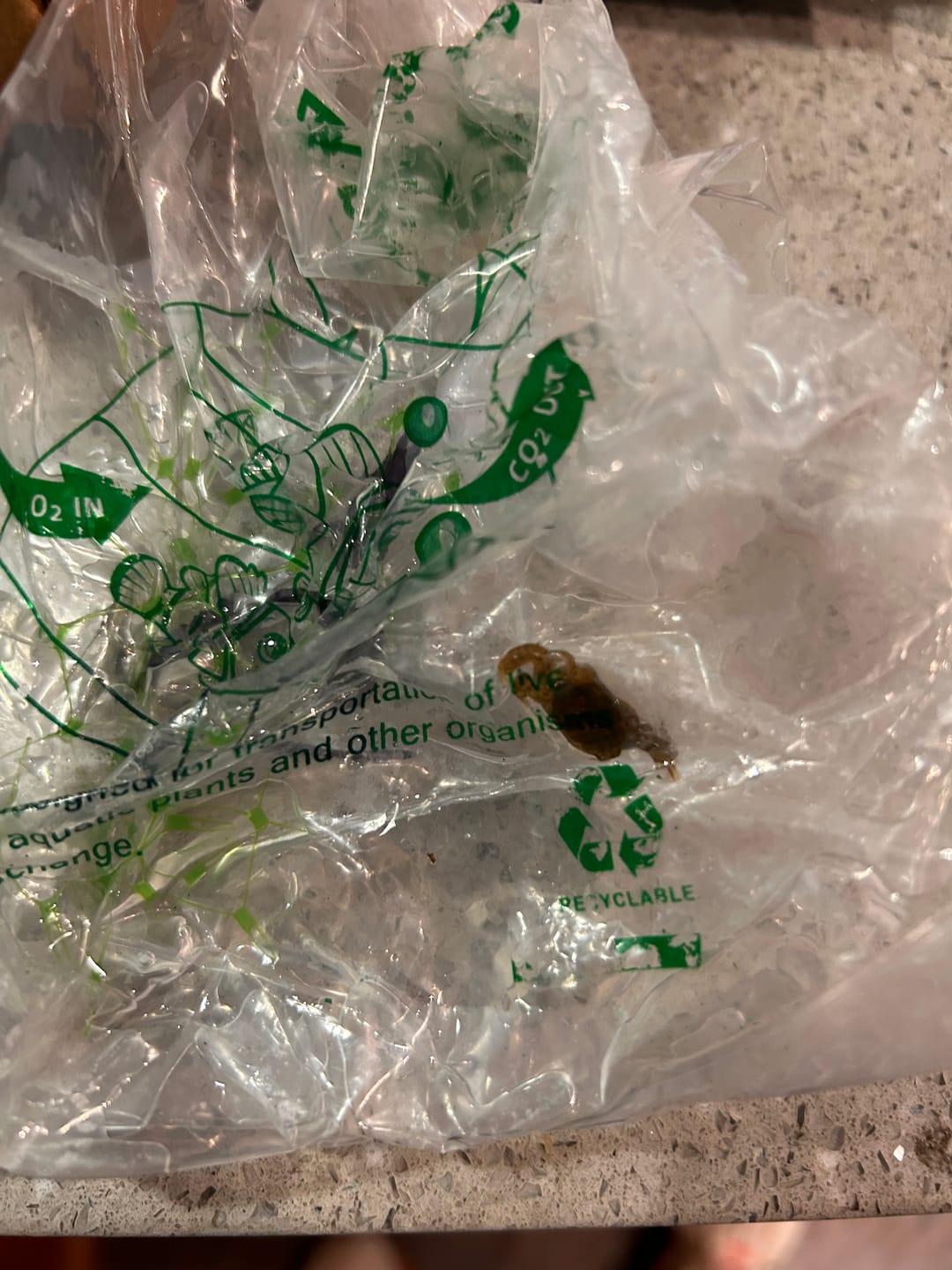 Customer photo review of Freshwater Pom Pom Crab (Ptychognathus barbatus)