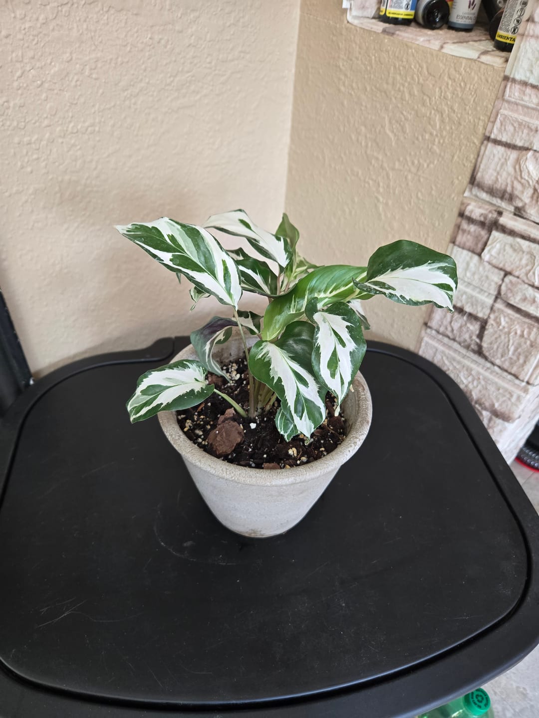 Customer photo review of Calathea 'Stella'