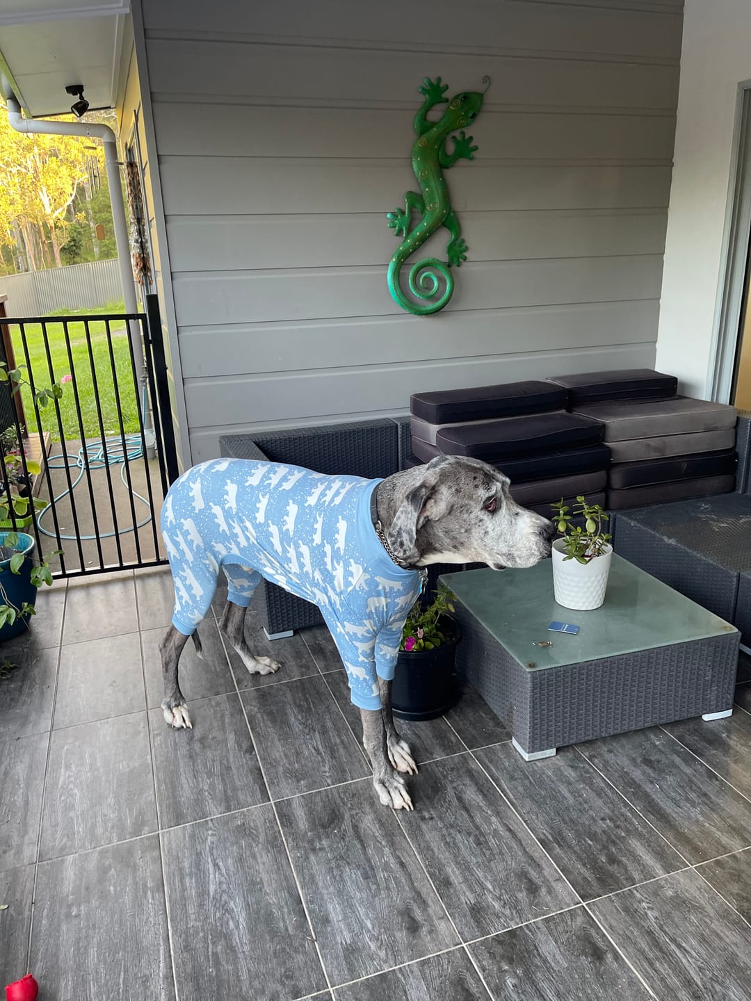 Customer photo review of Dog Pajama Prints