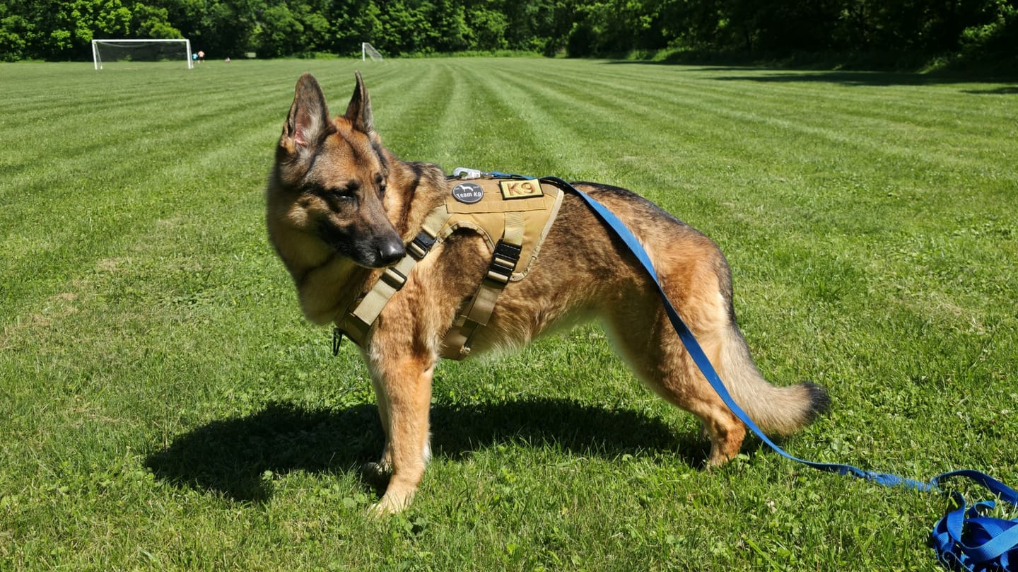 Customer photo review of NEW Upgraded Tactical No-Pull Team K9™ Dog Harness with 4 Quick-Release Metal Buckles, Reinforced Front & Back V-Rings, Hook & Loop Panels, Adjustable Straps, Reflective Strips, & Top Handle