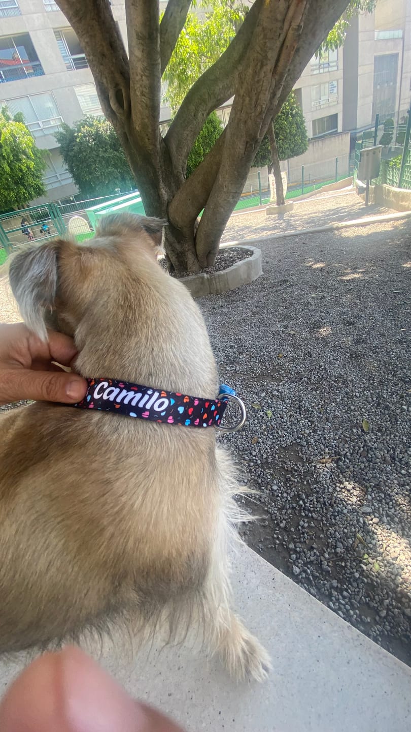 Customer photo review of Collar personalizado: Amor Nocturno