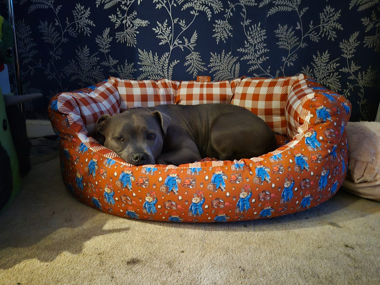 Customer photo review of Dog Bed - Paddington™