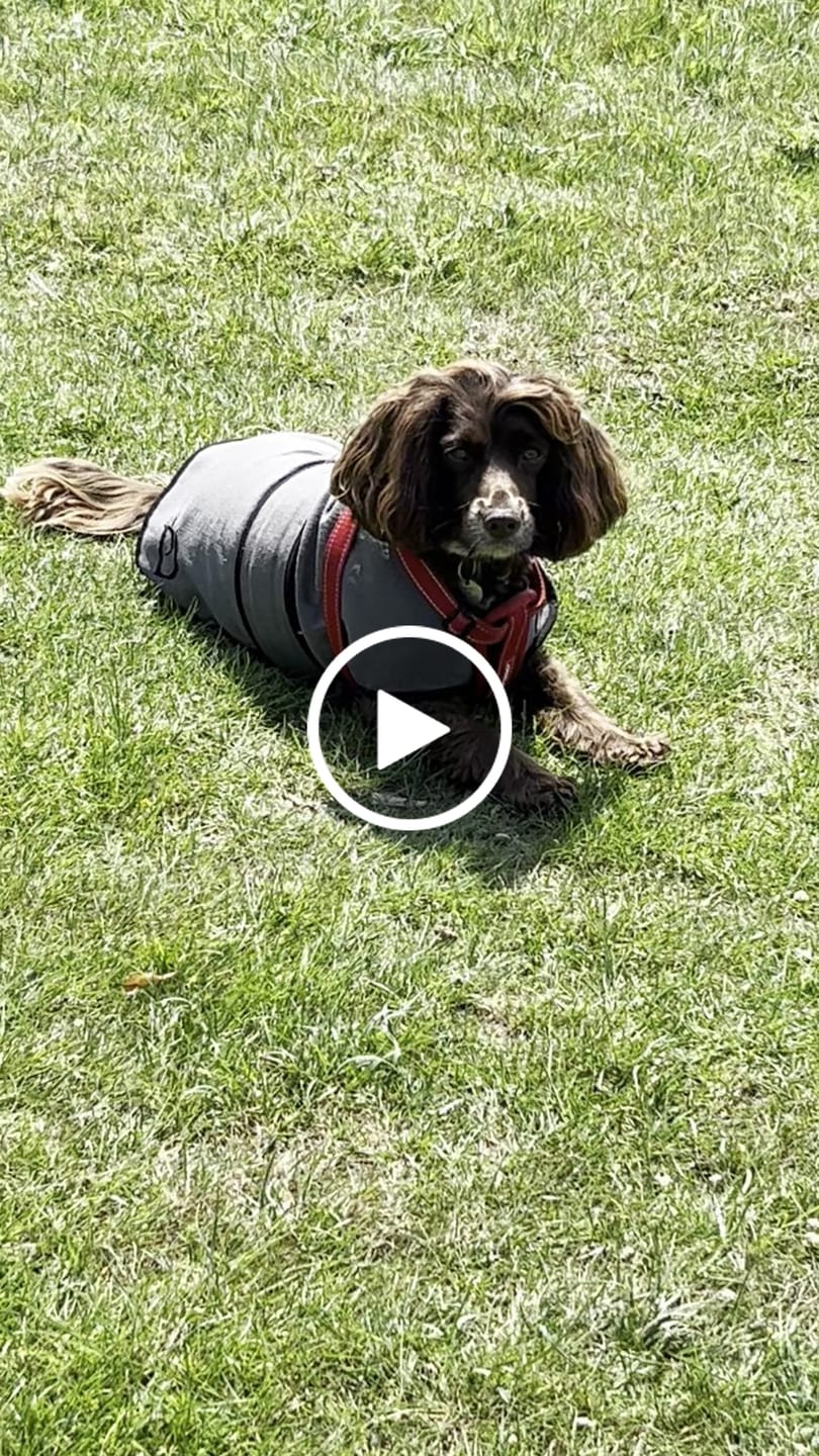 Customer video review of Luxury Dog Cooling Coat