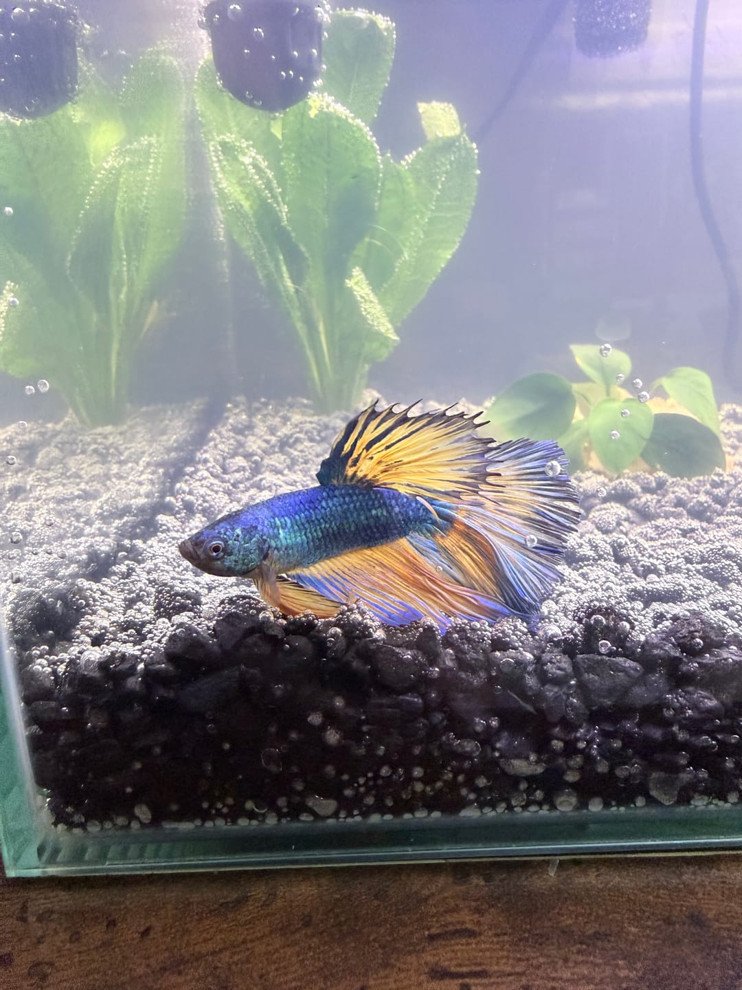 Customer photo review of Mustard Gas Blue Halfmoon Male Betta Fish